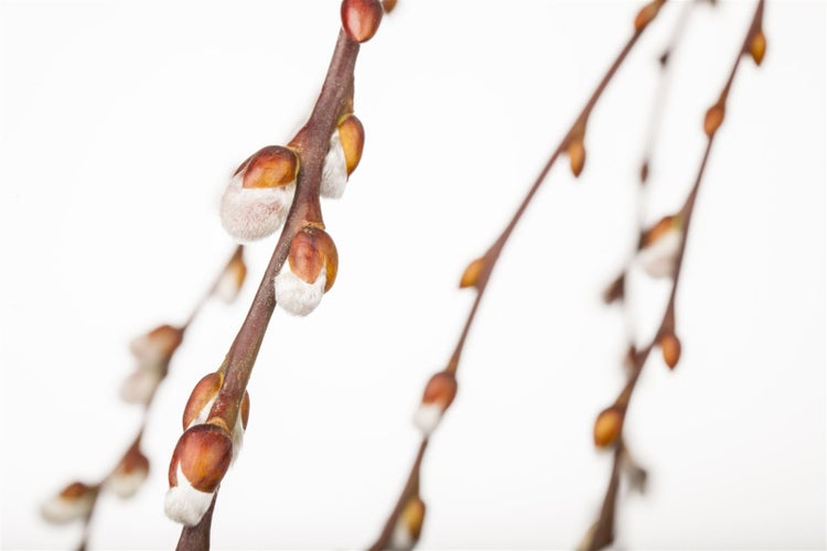 Salix caprea 'Pendula', Kätzchenweide, hängend, 150 cm Stammhöhe
