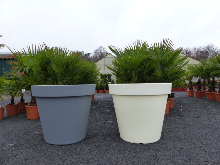 Zwei große, runde Pflanzkübel aus Kunststoff in Grau und Weiß, bepflanzt mit Palmen in einem Gartencenter.