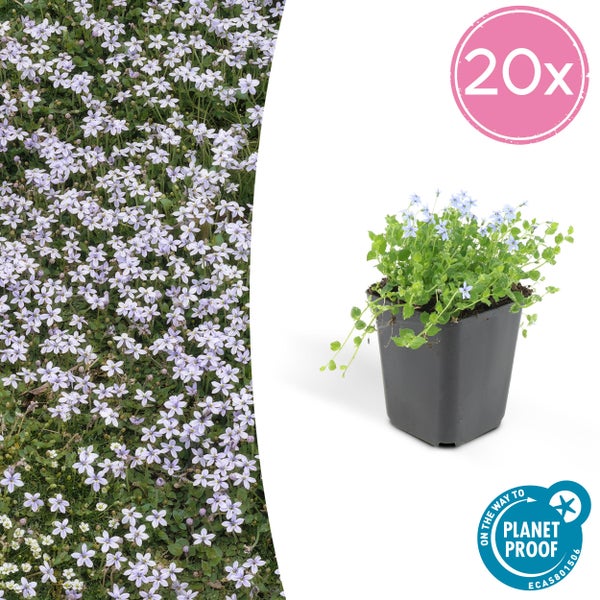 Bodendecker - Blauer Bubikopf - Isotoma fluviatilis - 9cm Topf - Set mit 20 Pflanzen