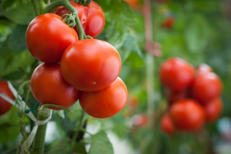 SAFLAX Garden in the bag - BIO - Tomate - Matina - Solanum lycopersicum - 10 Samen - Mit Anzuchtsubstrat im praktischen, selbst aufstellenden Beutel