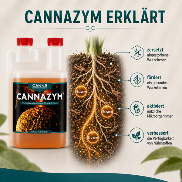 Infografik zeigt die Wirkungsweise von Cannazym Wurzelstimulator zur Zersetzung von abgestorbenen Wurzeln und Verbesserung der Nährstoffaufnahme.