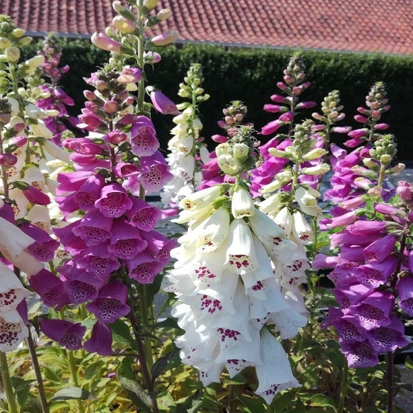 Gruppe von Fingerhutblumen im Garten