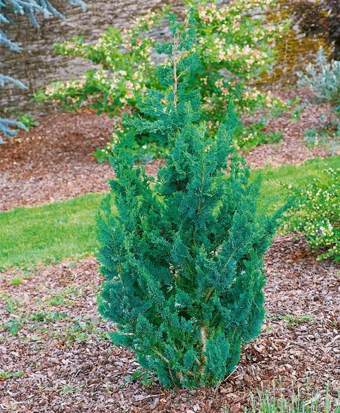 Chamaecyparis lawsoniana 'Wisselii', Scheinzypresse, 30–40 cm