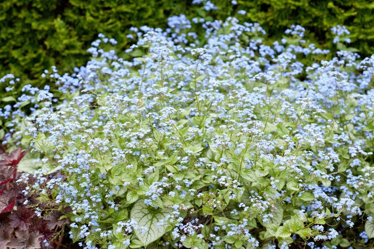 Brunnera macrophylla 'Jack Frost', Kaukasusvergissmeinnicht, ca. 11x11 cm Topf