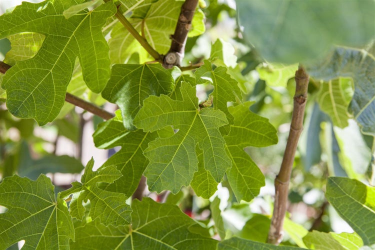 Ficus carica, Feige, 100–125 cm, essbare Früchte
