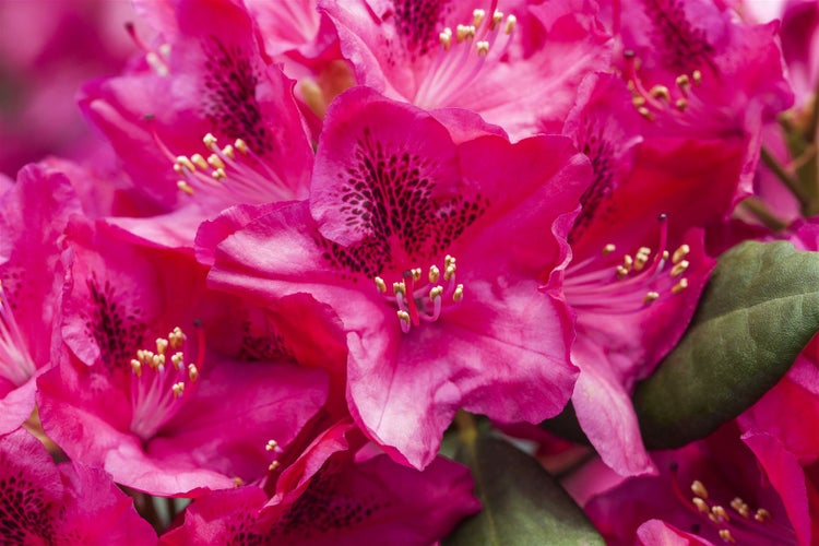 Rhododendron Hybr. 'Erato', Rhododendron, 40–50 cm, rot