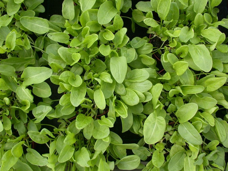 Rumex acetosa, Sauerampfer, ca. 9x9 cm Topf
