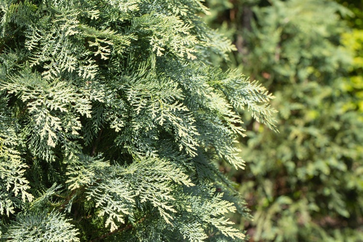 Chamaecyparis lawsoniana 'Globosa', Kugelzypresse, 25–30 cm