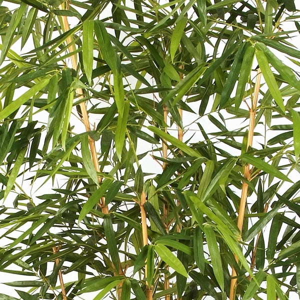 Nahaufnahme einer Bambuspflanze mit grünen Blättern und dünnen Halmen.