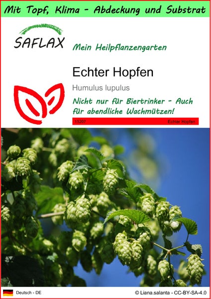 SAFLAX Garden to go - Echter Hopfen - Humulus lupulus - 50 Samen - Mit Topf, Klima - Deckel und Anzuchtsubstrat