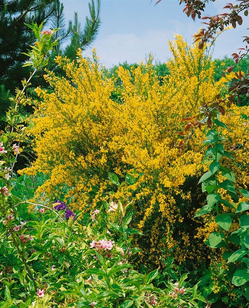 Genista tinctoria, Färber-Ginster, gelb, 30–40 cm