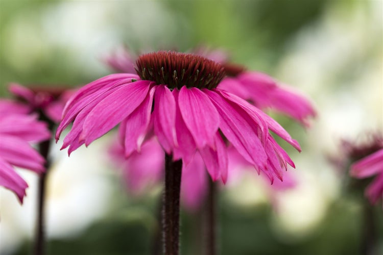 Echinacea purpurea 'Rubinstern', Sonnenhut, rubinrot, ca. 9x9 cm Topf