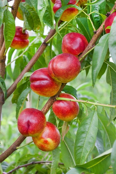 Prunus nucipersica 'Flavortop', Nektarine, gelb, 150–200 cm