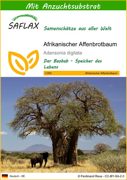 SAFLAX  - Afrikanischer Affenbrotbaum - Adansonia digitata - 6 Samen - Mit keimfreiem Anzuchtsubstrat