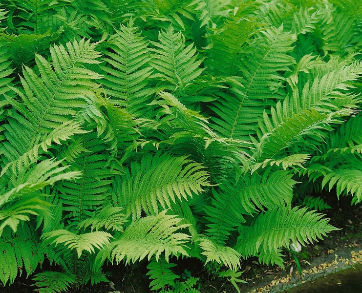 Dryopteris affinis, Goldschuppenfarn, ca. 9x9 cm Topf
