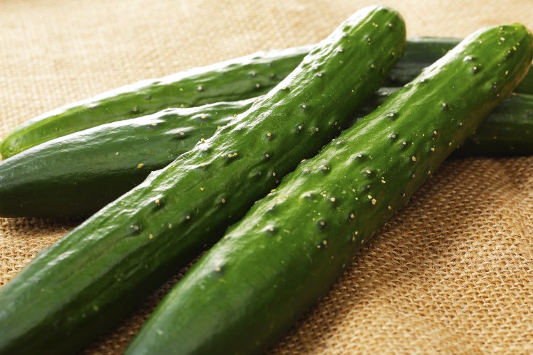 SAFLAX Geschenk Set - BIO - Gurke - Marketmore - Cucumis sativus - 20 Samen - Mit Geschenkbox, Versandaufkleber, Geschenkkarte und Anzuchtsubstrat