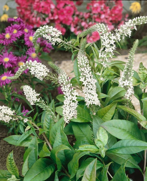 Garten mit Kerzenknöterich und anderen Blumen