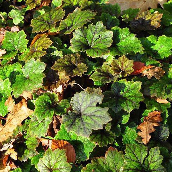 Nahaufnahme von Purpurglöckchen-Blättern im Gartenbeet.