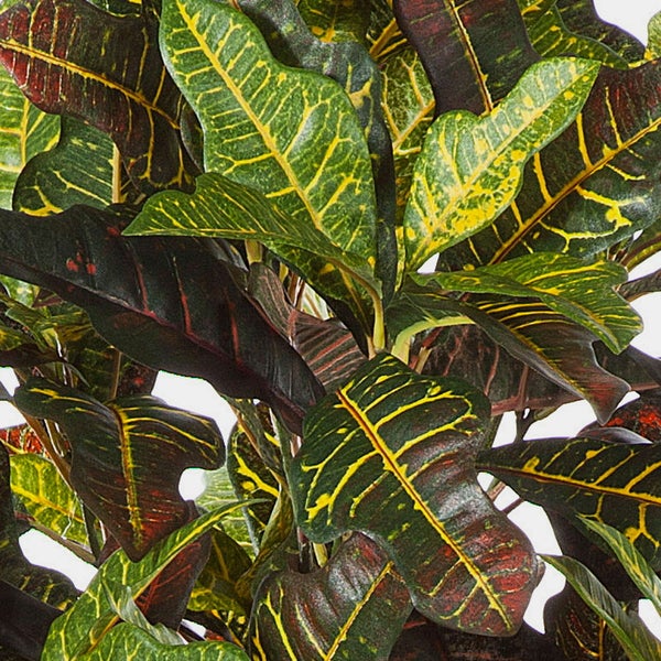 Künstliche Croton-Pflanze mit mehrfarbigen Blättern in schwarzem Kunststofftopf