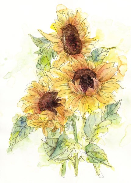 Illustration von Sonnenblumen