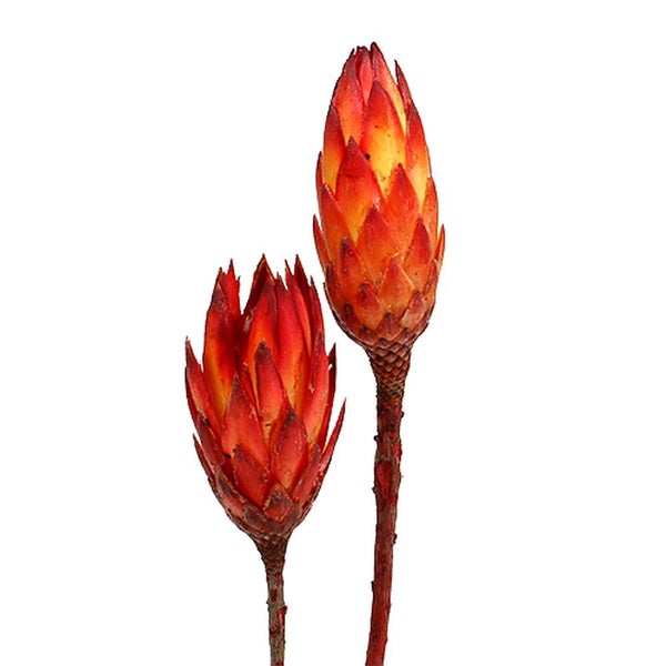 Zwei rote und orangefarbene Protea-Blüten auf Stielen