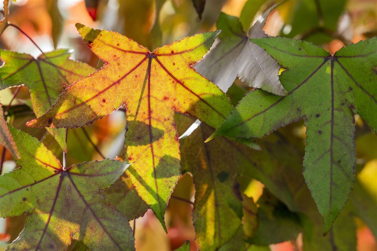 Nahaufnahme von Ahornblättern im Herbst