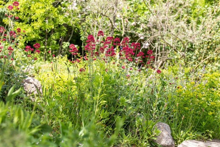 Centranthus ruber 'Coccineus', Rote Spornblume, 2 Liter Container