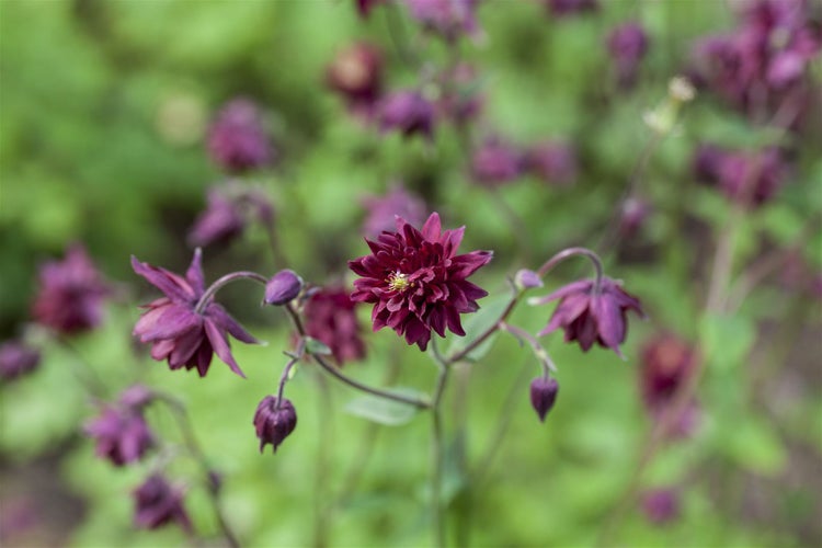 Nahaufnahme von gefüllten Akelei-Blüten im Gartenbeet