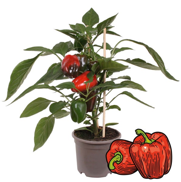 Paprika-Pflanze mit roten Früchten - für Balkon und Garten - 14cm Topf - Gemüse-To-Go