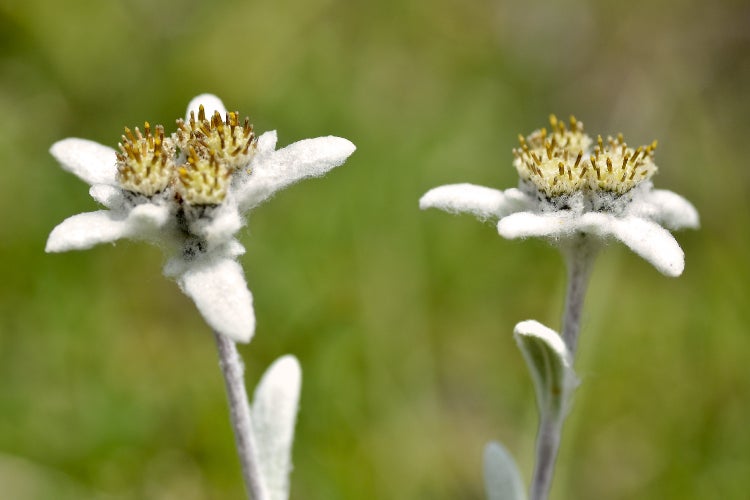 SAFLAX  - Edelweiss - Leontopodium alpinum - 500 Samen