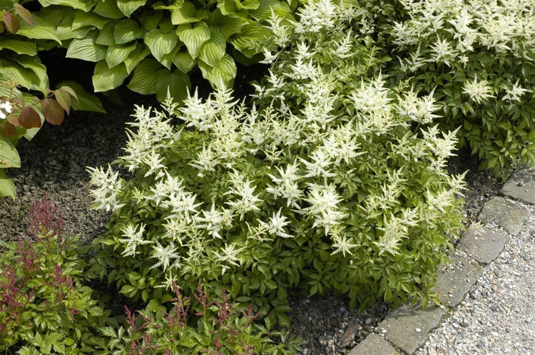 Astilbe japonica 'Washington', Prachtspiere, weiß, ca. 9x9 cm Topf