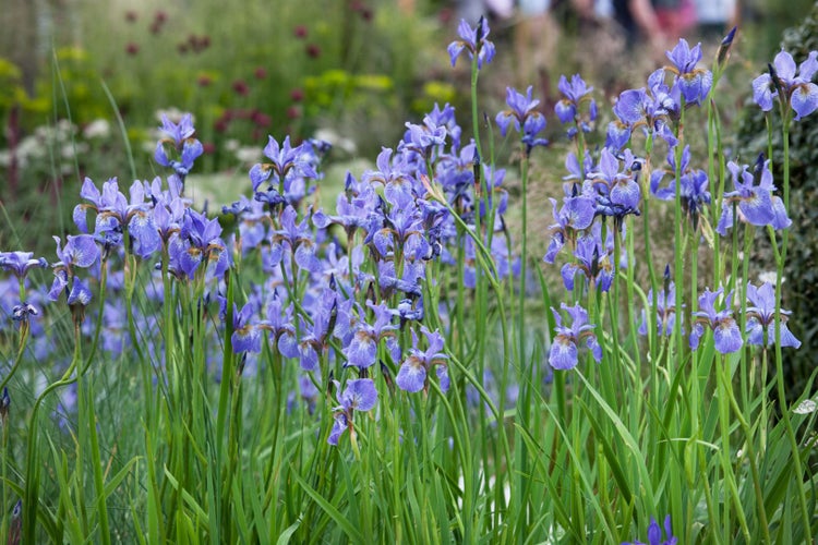 Iris sibirica 'Perry's Blue', Sibirische Schwertlilie, blau, ca. 9x9 cm Topf