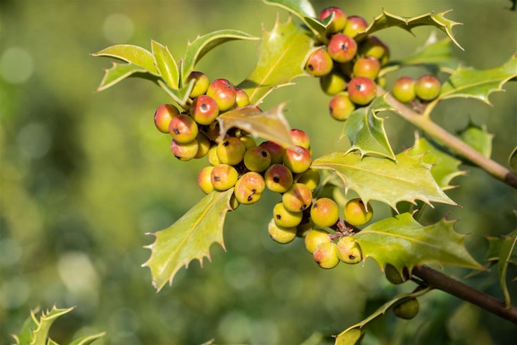 Ilex meserveae 'Heckenfee', Stechpalme, immergrün, 30–40 cm