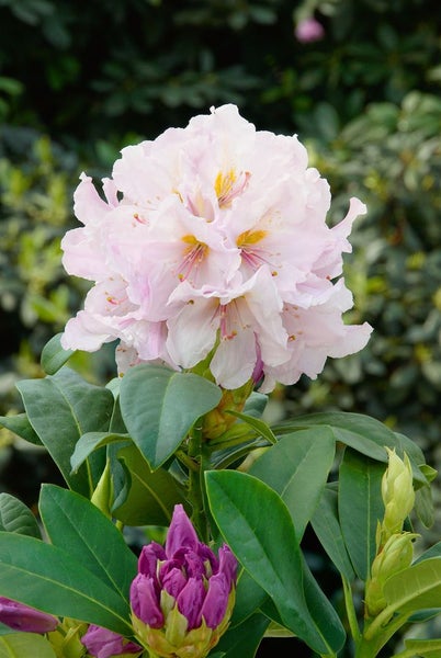 Rhododendron Hybr. 'Eskimo', weiß, 30–40 cm