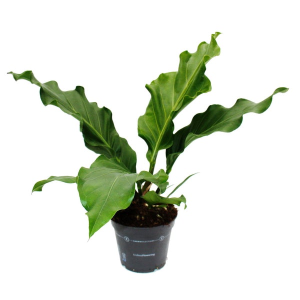 Flamingoblume - Anthurium elipticum Jungle Bush - 17cm Topf