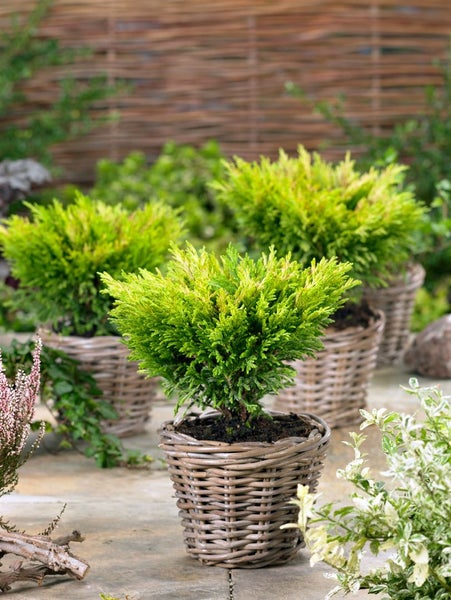 Juniperus horizontalis 'Limeglow', Kriech-Wacholder, gelbgrün, 20–25 cm