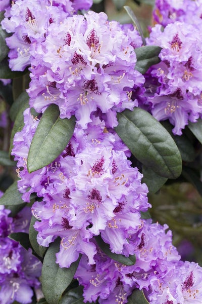Rhododendron Hybr. 'Blue Peter', blauviolett, 30–40 cm