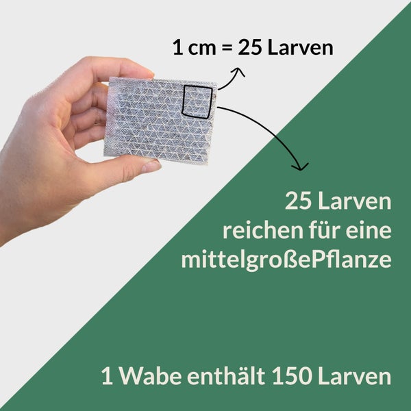 Larvenprodukt in Wabenstruktur, gehalten in der Hand, Information: 1 Zentimeter gleich 25 Larven, 25 Larven reichen für eine mittelgroße Pflanze, 1 Wabe enthält 150 Larven.