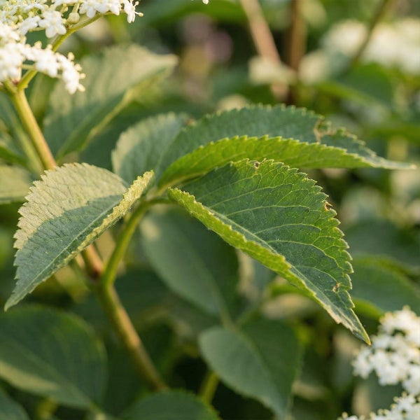 Nahaufnahme von grünen gezackten Blättern und kleinen weißen Blüten einer Gartenpflanze.