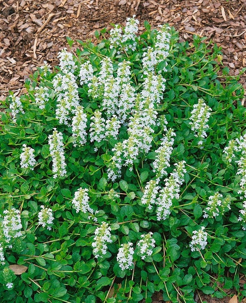 Ajuga reptans 'Alba', Günsel, weißblühend, ca. 9x9 cm Topf