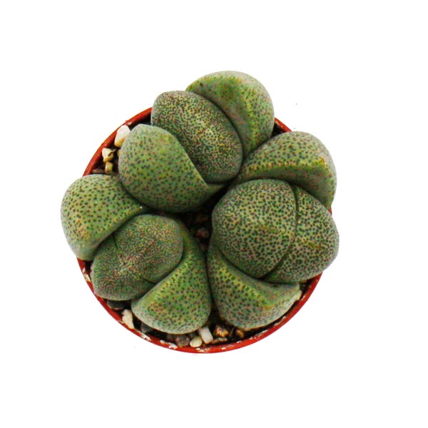Pleiospilos nelii - Lebender Stein - Lebender Granit - im 5,5cm Topf