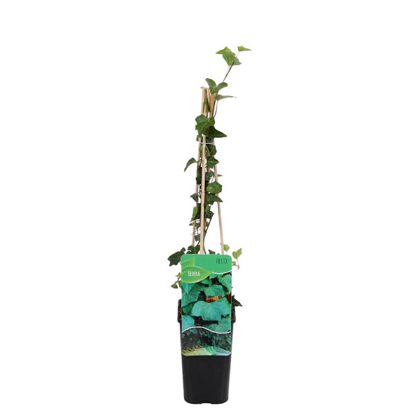 Bloomique – Hedera Helix – Kleinblättriges Efeu – Immergrün – Kletterpflanzen – Gartenpflanzen – Winterhart – Topf 15 cm – 70–80 cm hoch