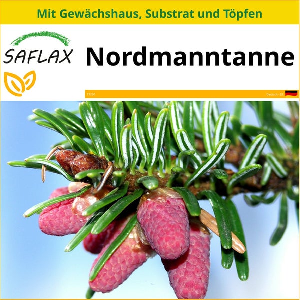 SAFLAX Anzucht Set - Nordmanntanne - Abies nordmanniana - 20 Samen - Mit Mini-Gewächshaus, Anzuchtsubstrat und 2 Töpfen