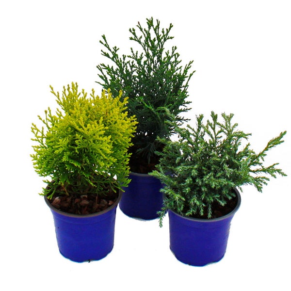 Zwerg-Koniferen-Set mit 3 Pflanzen - kleine Nadelgehölze für Beet und Balkon - im 10,5cm Topf