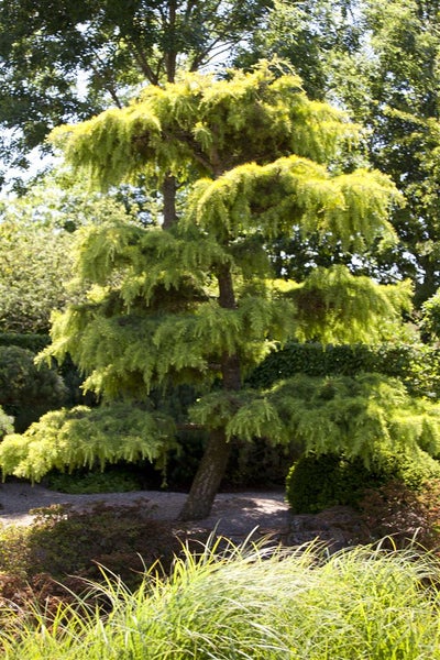 Cedrus libani, Libanon-Zeder, 60–80 cm