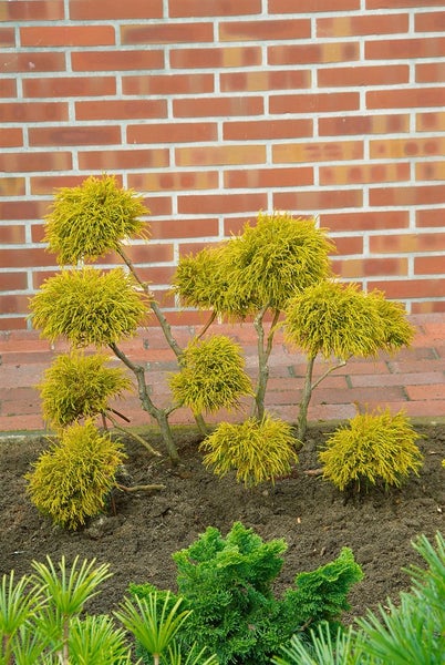 Chamaecyparis pisifera 'Filifera Aurea Nana', gelbgrün, 20–30 cm