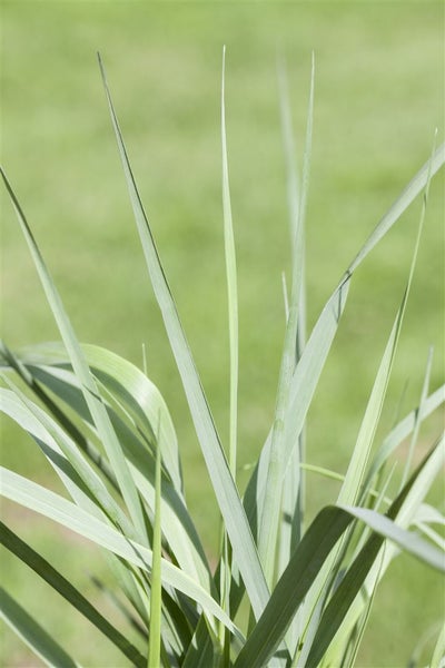 Panicum virgatum 'Prairie Sky', Rutenhirse, ca. 9x9 cm Topf