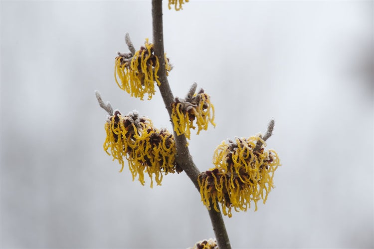 Hamamelis intermedia 'Barmstedt's Gold', Zaubernuss, gelb, 60–80 cm