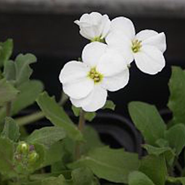 Blütenstand mit Arabis caucasica