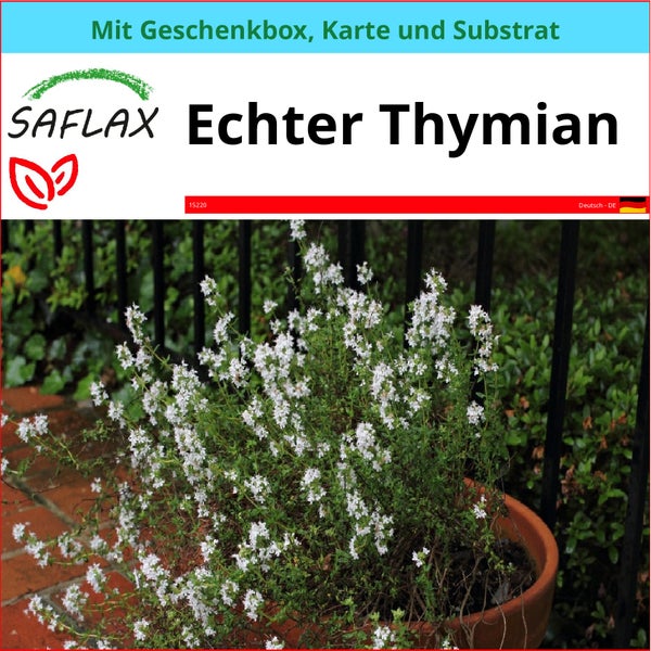 SAFLAX Geschenk Set - Echter Thymian - Thymus vulgaris - 200 Samen - Mit Geschenkbox, Versandaufkleber, Geschenkkarte und Anzuchtsubstrat